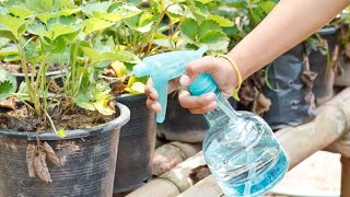 DIY Bug Spray for Plants [that actually works]