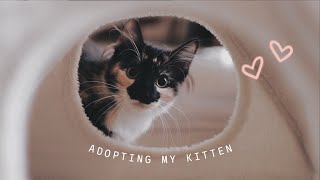 😽 EVERYTHING I WISH I KNEW BEFORE ADOPTING A KITTEN