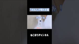 「おはよ」が喋れる猫 #shorts