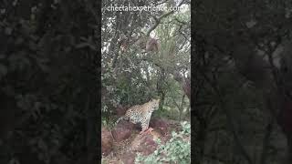 Puma Climbs Tree Over Leopard At Cheetah Experience