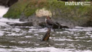 Dipper perching on stick with nesting material in bill before taking flight and leaving frame, UK