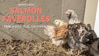 Salmon Faverolles: 10-Week-Old Chicks