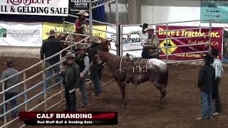 RED BLUFF BULL & GELDING - CALF BRANDING