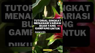 TUTORIAL SINGKAT MENANAM BUAH!