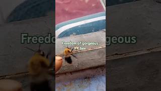 Freedom of gorgeous 🐝 Bee#shorts #sounds #bee