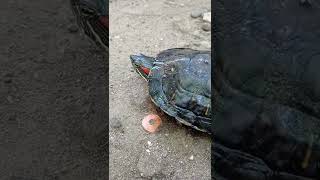 MAG EXERCISE MUNA SI PEPANG #turtle #walking #animallover #animal