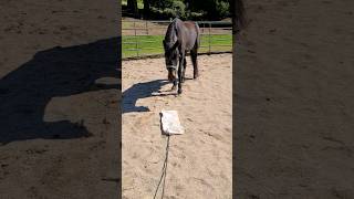 Horse Training * Engaging Curiosity or Triggering Fear? #alternativehorsemanship