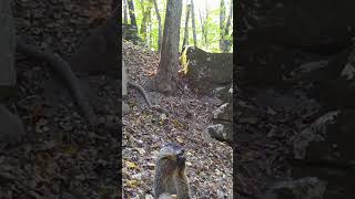 Groundhog feeding - Ozark woods