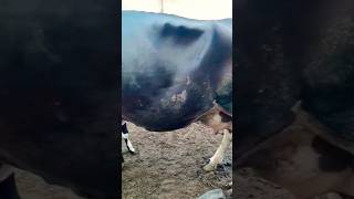 Cow new Born Baby ||#videos #viral #shorts