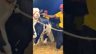 Ma Sha Allah ❤️🎗️#shorts #viral #reels #love #share #india #intags #reelsshorts #punjabi #cow