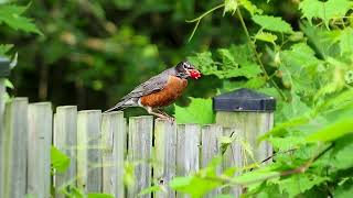 American Robin Calling Its Fledgling With Food In Its Beak