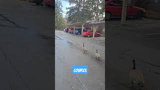 couples geese visting from canada