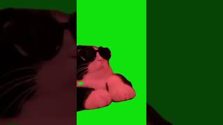 DJ Cat Meme #shorts #greenscreen #catmemes