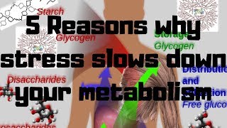 5 Reasons why stress slows down your metabolism