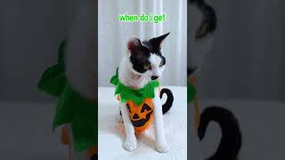 Cute Cat Is Too Early In His Halloween Costume #shorts