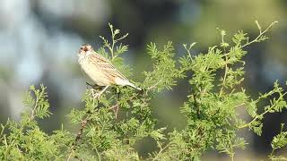 Cachirla pálida (Anthus hellmayri) . "Rincón de los ciervos". Artigas-uy.