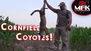 Prime Time Summer Coyote Hunting Fawn Distress/Coyote Vocals