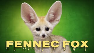 Fennec fox sounds