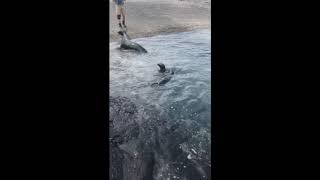 Being Chased By Sea Lion in the Galapagos