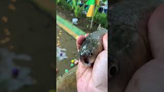 Ikan sumbing nyanyi lucu #shorts