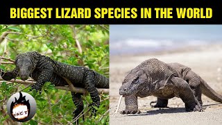 10 Amazing Lizard Species In The World