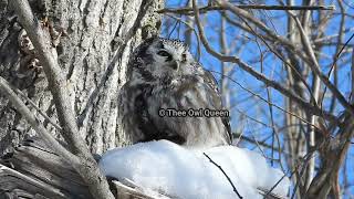 Boreal owl Pellet