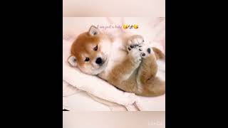 Cute Puppy 🐶 Just A Baby 😘😘