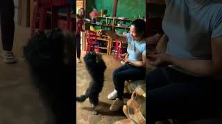 Cún con xin ăn cực cu te #dog