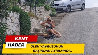 ÖLEN YAVRUSUNUN BAŞINDAN AYRILMADI!