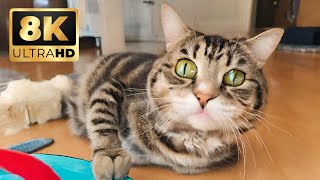 LOL Cats Compilation: Prepare to Burst into Laughter with Hilarious Feline Moments! 😹🤣