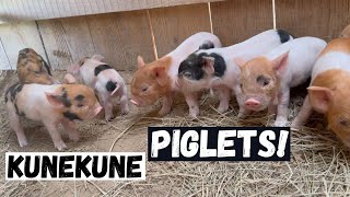 BIGGEST Kunekune Litter This Spring!