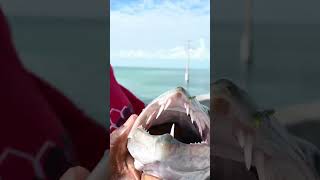 Sportsman Adventures ft Chadgonefishing from the Florida keys Bridges!