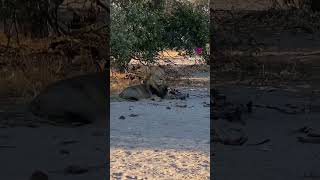 🦁 LIONS of SAVUTI📍CHOBE NATIONAL PARK 🇧🇼 #nature #adventure #chobenationalpark #Savuti #lions