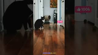 cat funny video 😆🤣🐱 small cat playing | funny cat video #shortsvideo #catshorts #cutecatvideos