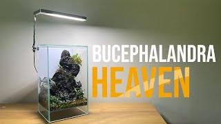 Easy, Low tech & Beginner Friendly Bucephalandra Terrarium