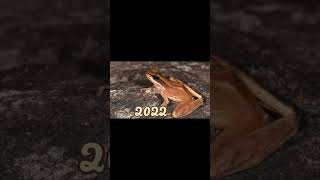 2022 of 🐸frog and 5500 bce of frog👉🔥#shorts #ytshorts #viral