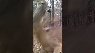 Doe Deer Trail Camera Ozarks