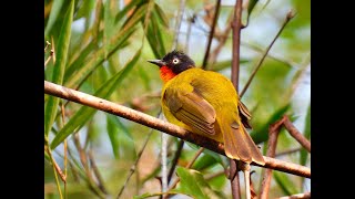 FLAME-THROATED BULBUL (Kerala, India)