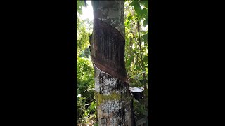 16-Yr.-Old Rubber Tree | Rubber Farming in the Philippines