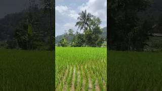 sepanjang jalan menuju curug cibareubeuy ciater 🤩