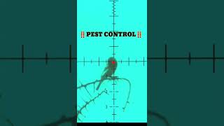 AIR RIFLE_BERBURU BURUNG #shorts #viral