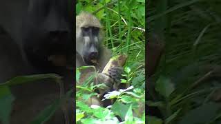 Baboon enjoying a sausage fruit #shortsyoutube