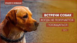 Собака хочет общаться, но НЕЛЬЗЯ что делать? Встречи собак. Когда не получается пообщаться.