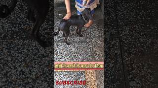 हांडी का धमाकेदार स्नान #shorts#short#shortvideo#shortsvideo#trending#finny#viralvideo#video#fun🫖☕🧋🐶