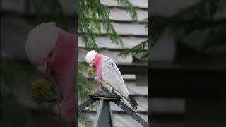 Galah Enjoys Liquidambar Seed Pod - Another left footed cockatoo! #cockatoo #parrots #birdsounds