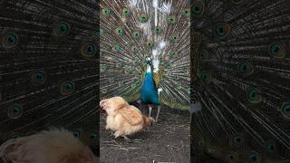 Peacock showing off for chickens 🐔