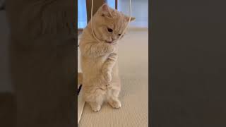 Funny Cat & Cute 11#cat #catlover #kucing lucu #funnycat