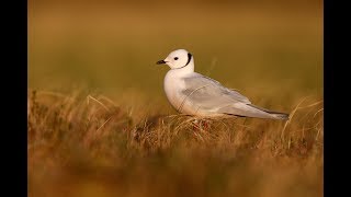 Ross's Gull - Ross meeuw - Indigirka delta - 2019