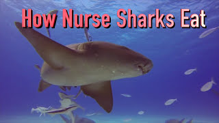 How Nurse Sharks Eat