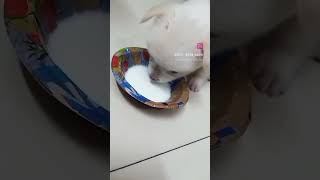 cute sa puppy 🥰🥰🥰#puppylove #puppy#puppytiktok #dogie #virelshorts #reelsvideo